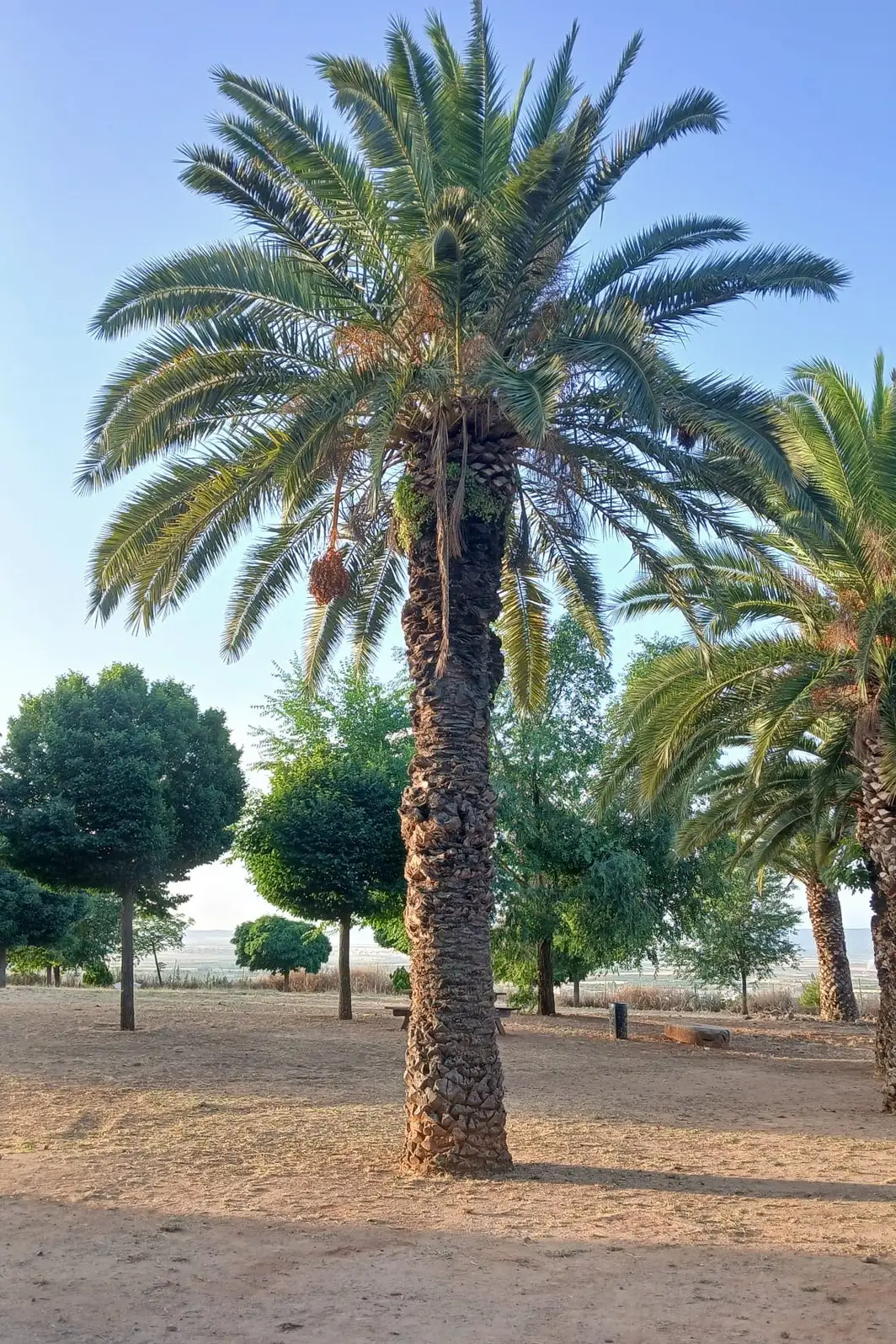 Poda de palmera en finca, antes
