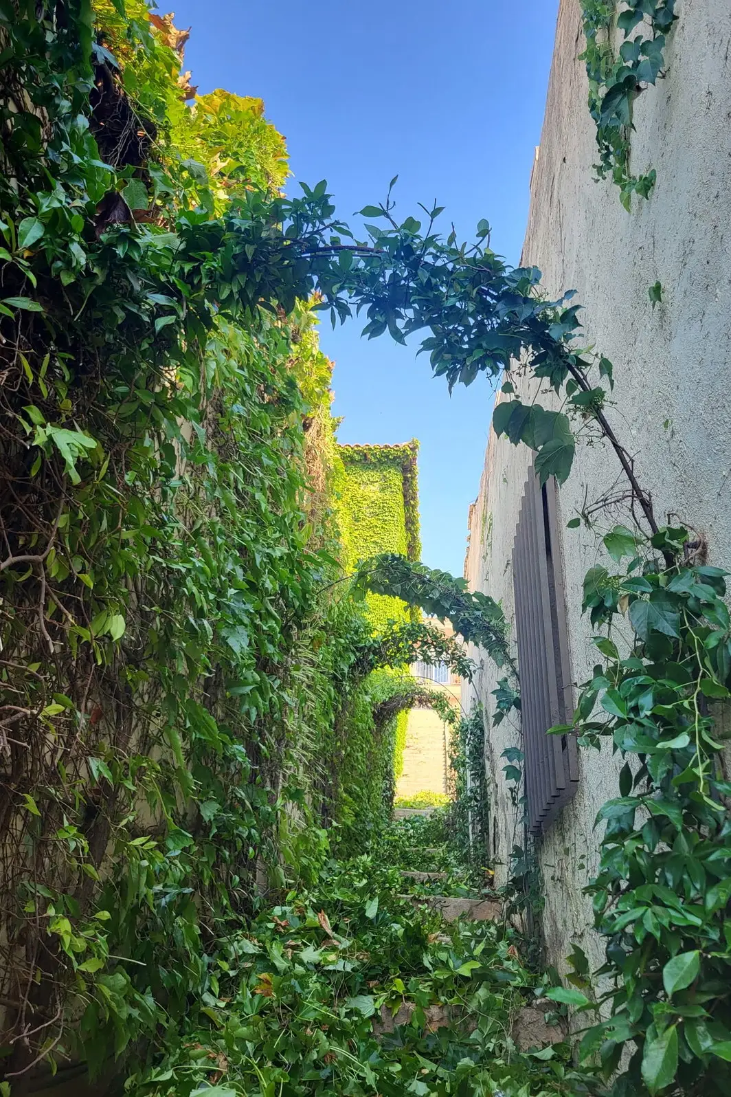 Callejón invadido por la vegetación, antes
