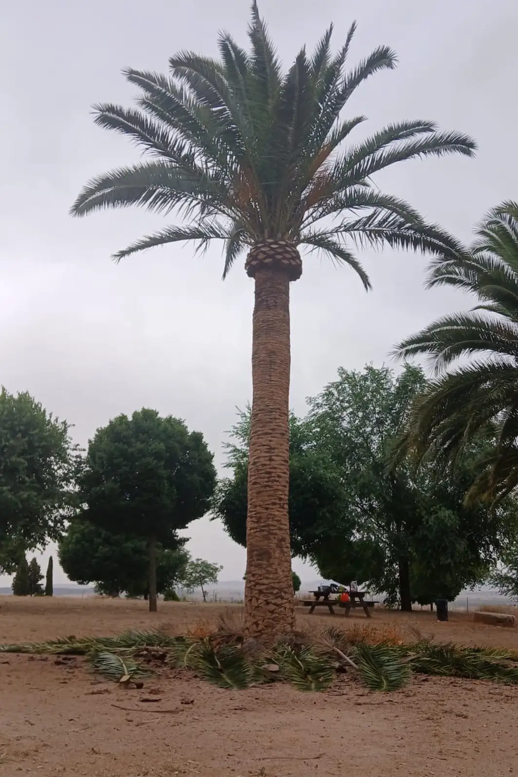 Poda de palmera en finca, después