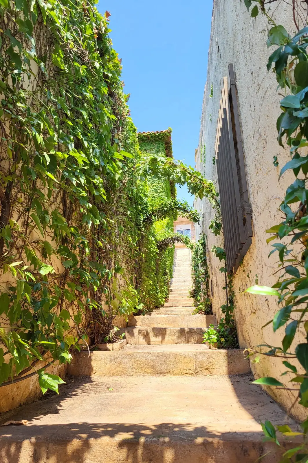 Callejón invadido por la vegetación, después
